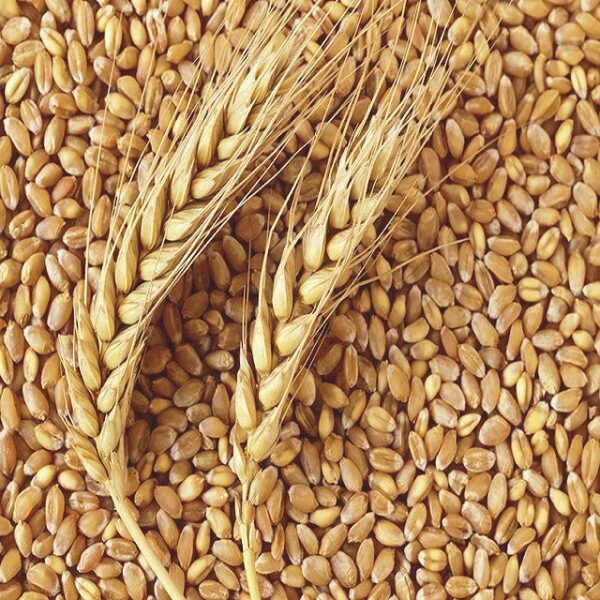 Wheat Grain